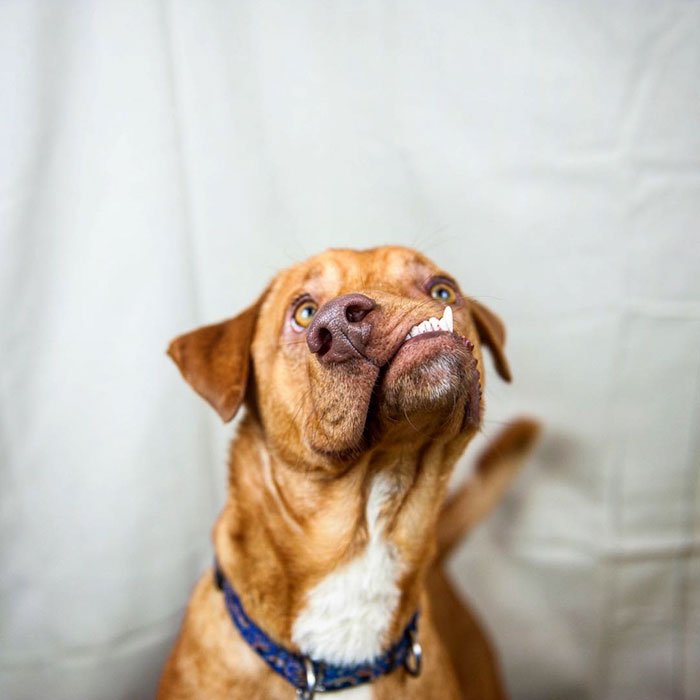 Фотография: История Пикассо, замечательного несовершенного пса, которого никто не хотел брать домой №10 - BigPicture.ru