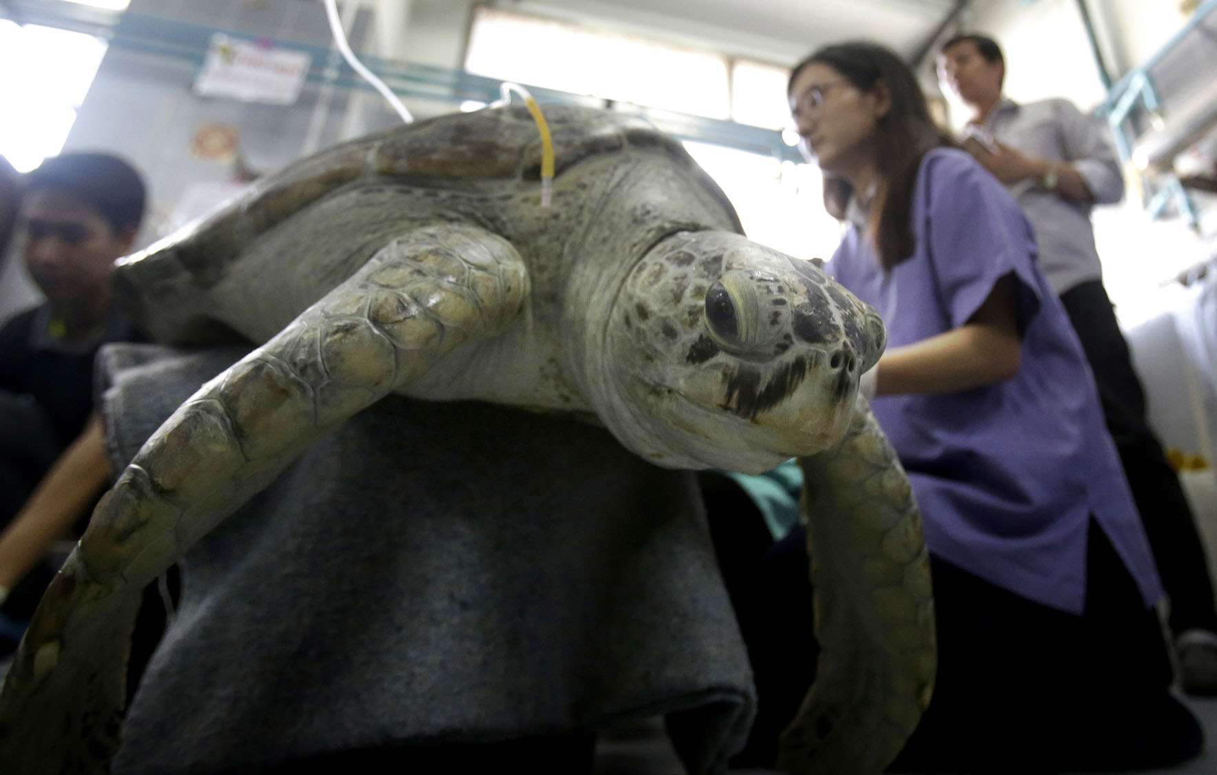 Фотография: Вы не поверите, что извлекли ветеринары из этой черепахи! №6 - BigPicture.ru