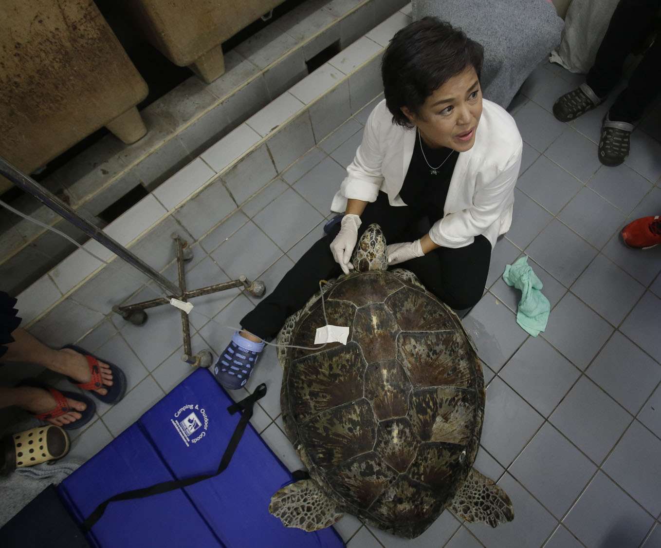Фотография: Вы не поверите, что извлекли ветеринары из этой черепахи! №10 - BigPicture.ru
