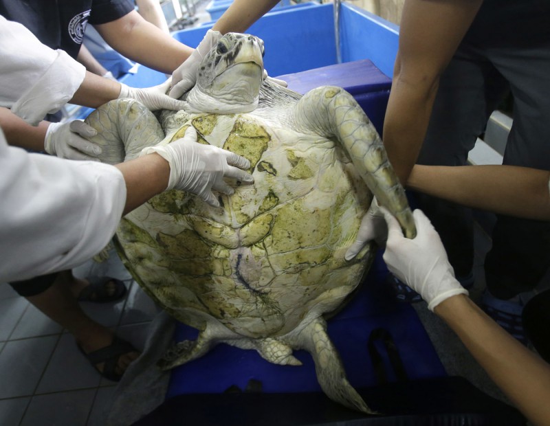 Фотография: Вы не поверите, что извлекли ветеринары из этой черепахи! №1 - BigPicture.ru