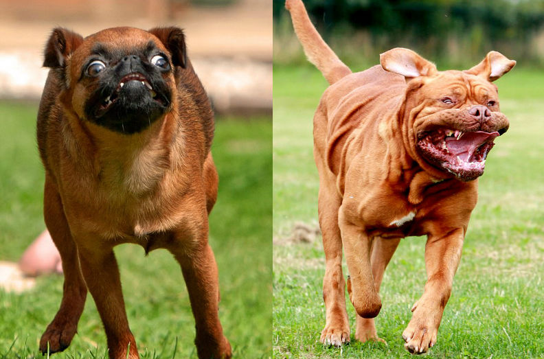 Фотография: Фотограф снял бегущих собак, и это очень смешно №1 - BigPicture.ru