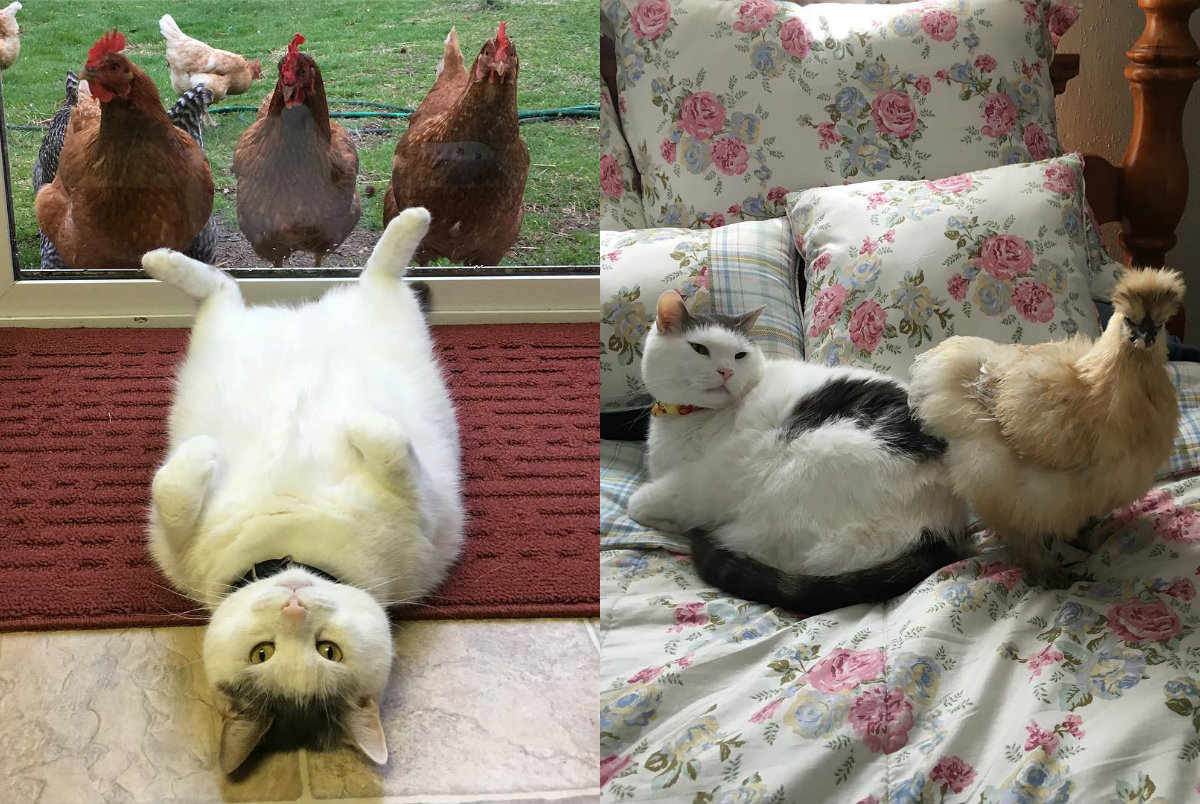 Фотография: Instagram толстого кота, по которому цыпочки сходят с ума №1 - BigPicture.ru