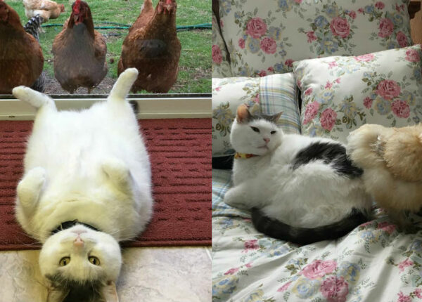 Instagram толстого кота, по которому цыпочки сходят с ума