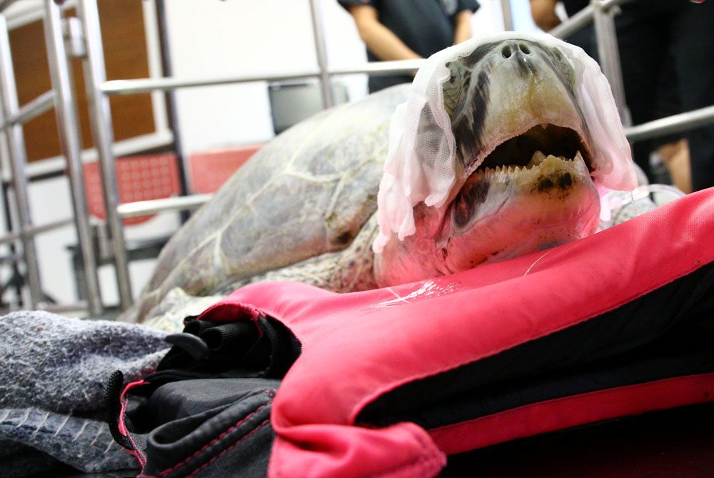 Фотография: Вы не поверите, что извлекли ветеринары из этой черепахи! №9 - BigPicture.ru