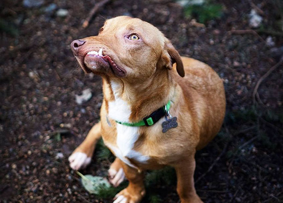 Фотография: История Пикассо, замечательного несовершенного пса, которого никто не хотел брать домой №1 - BigPicture.ru