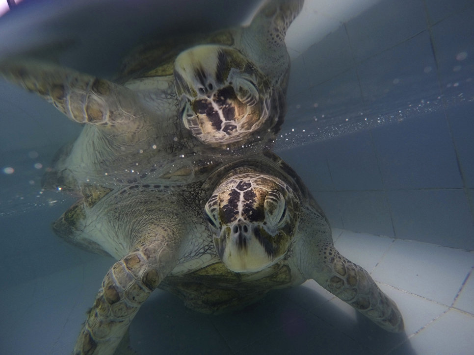 Фотография: Вы не поверите, что извлекли ветеринары из этой черепахи! №2 - BigPicture.ru
