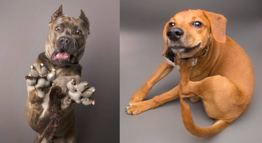 Фотография: Харизматичные собаки, которые словно хотят нам что-то сказать №1 - BigPicture.ru