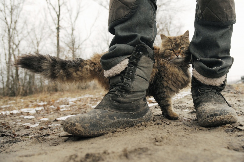 Фотография: Усатый провокатор: как кот Тобик дрессирует собак №5 - BigPicture.ru