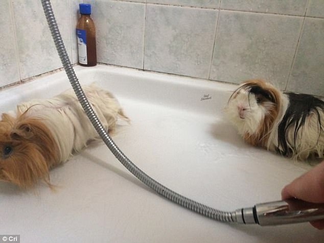Фотография: 17 фото животных, которые сделают все, чтобы только их не мыли №11 - BigPicture.ru