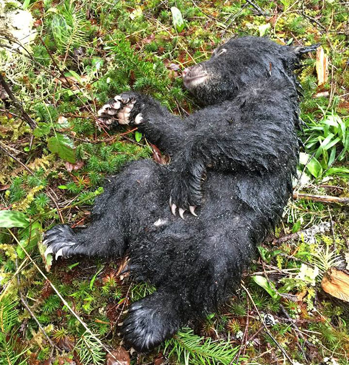 Фотография: Фотограф спас умирающего медвежонка, рискуя попасть за это в тюрьму №3 - BigPicture.ru