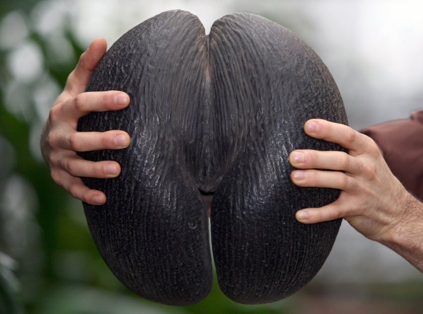 Фотография: Коко-де-мер: пикантная пальма, которая вгоняет в краску №12 - BigPicture.ru