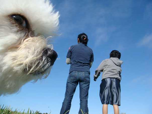 Фотография: 23 собаки, которые являются гениями фотобомбинга №2 - BigPicture.ru