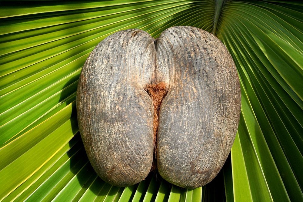 Фотография: Коко-де-мер: пикантная пальма, которая вгоняет в краску №2 - BigPicture.ru