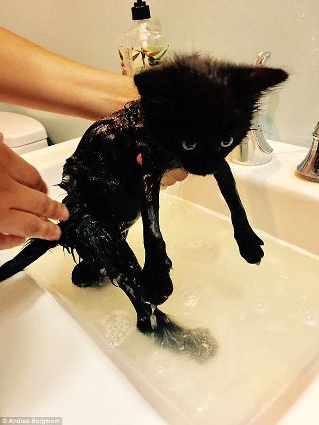 Фотография: 17 фото животных, которые сделают все, чтобы только их не мыли №14 - BigPicture.ru