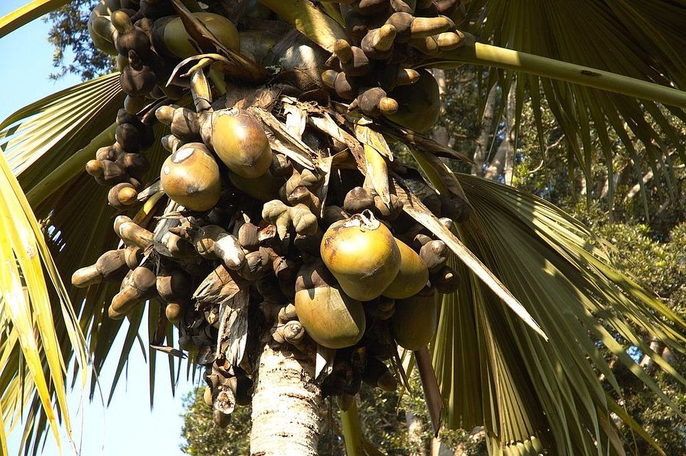 Фотография: Коко-де-мер: пикантная пальма, которая вгоняет в краску №4 - BigPicture.ru