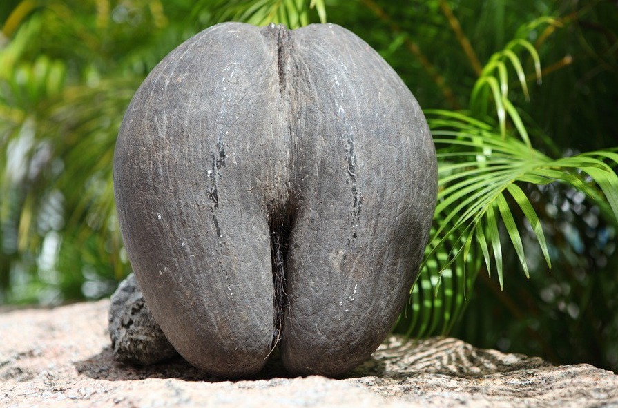 Фотография: Коко-де-мер: пикантная пальма, которая вгоняет в краску №1 - BigPicture.ru