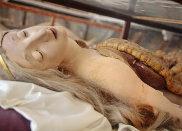 Анатомическая Венера, на ком учились патологоанатомы XVIII века