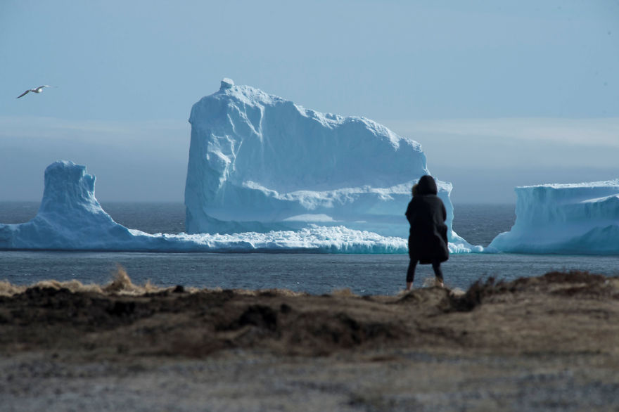 Фотография: Из-за огромного айсберга в канадской деревне собираются километровые пробки №7 - BigPicture.ru