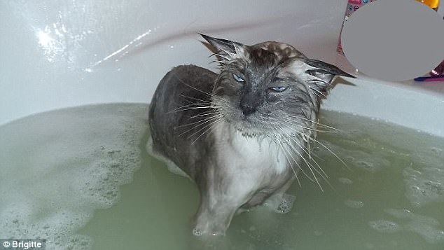 Фотография: 17 фото животных, которые сделают все, чтобы только их не мыли №10 - BigPicture.ru