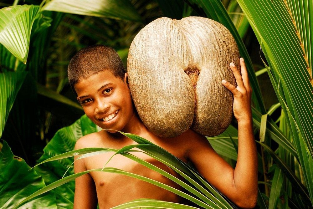 Фотография: Коко-де-мер: пикантная пальма, которая вгоняет в краску №10 - BigPicture.ru