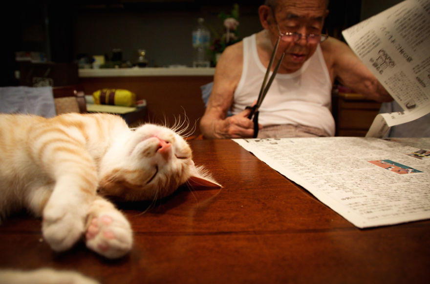 Фотография: Японка вернула своего дедушку к жизни, подарив ему котенка №14 - BigPicture.ru