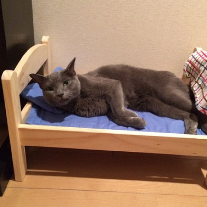 Фотография: IKEA подарила приюту для животных кукольные кроватки, и кошкам они очень нравятся №4 - BigPicture.ru