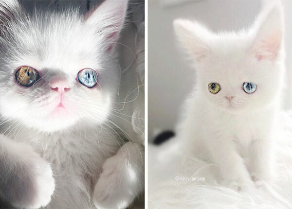 Пам Пам — котенок с разноцветными глазами, которые вас загипнотизируют