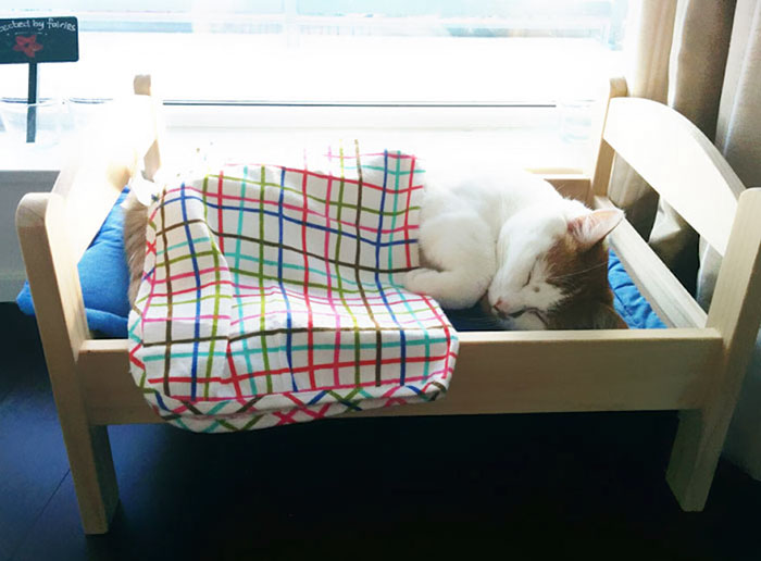 Фотография: IKEA подарила приюту для животных кукольные кроватки, и кошкам они очень нравятся №3 - BigPicture.ru