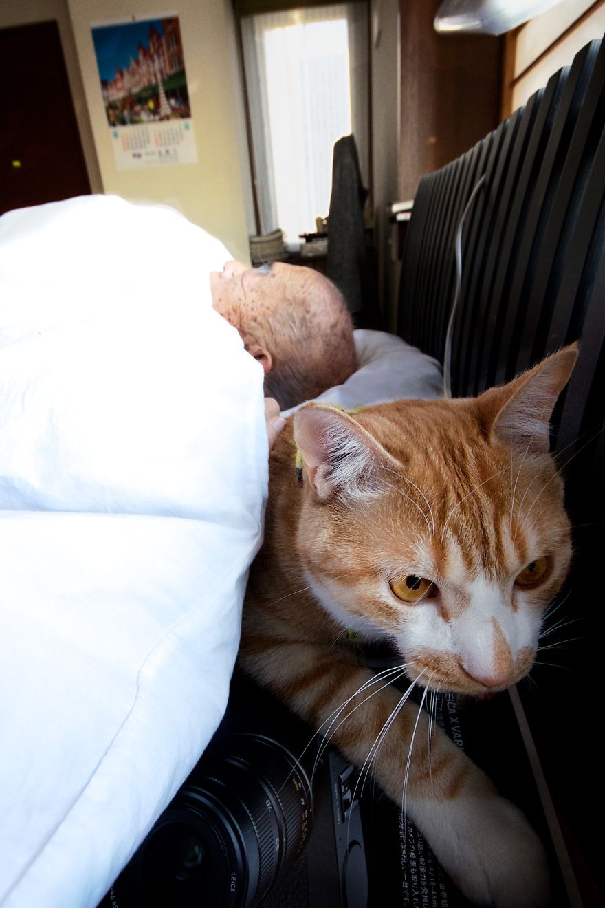 Фотография: Японка вернула своего дедушку к жизни, подарив ему котенка №4 - BigPicture.ru