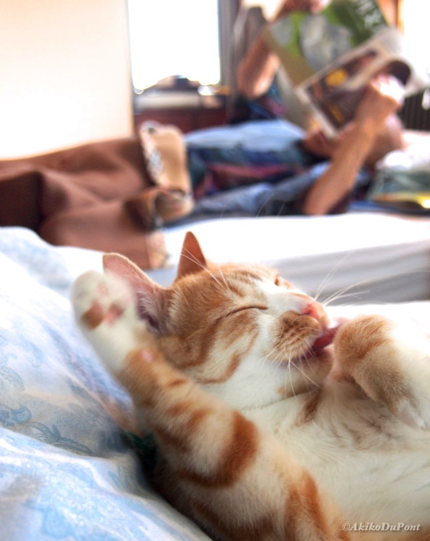 Фотография: Японка вернула своего дедушку к жизни, подарив ему котенка №9 - BigPicture.ru