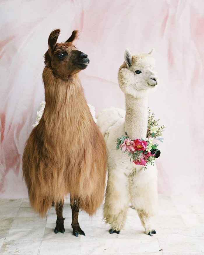 Фотография: Вместо людей на свадьбу теперь можно пригласить ламу в галстуке-бабочке №11 - BigPicture.ru