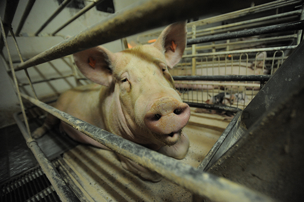 Фотография: Жуткий фотопроект о жизни свиней на фермах №3 - BigPicture.ru