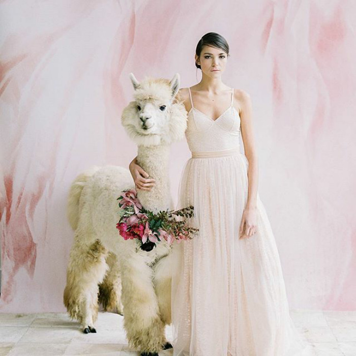 Фотография: Вместо людей на свадьбу теперь можно пригласить ламу в галстуке-бабочке №14 - BigPicture.ru