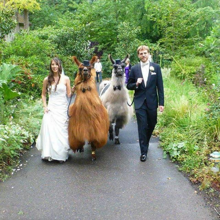 Фотография: Вместо людей на свадьбу теперь можно пригласить ламу в галстуке-бабочке №17 - BigPicture.ru