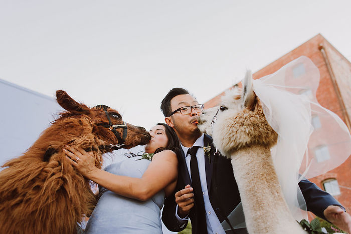 Фотография: Вместо людей на свадьбу теперь можно пригласить ламу в галстуке-бабочке №18 - BigPicture.ru