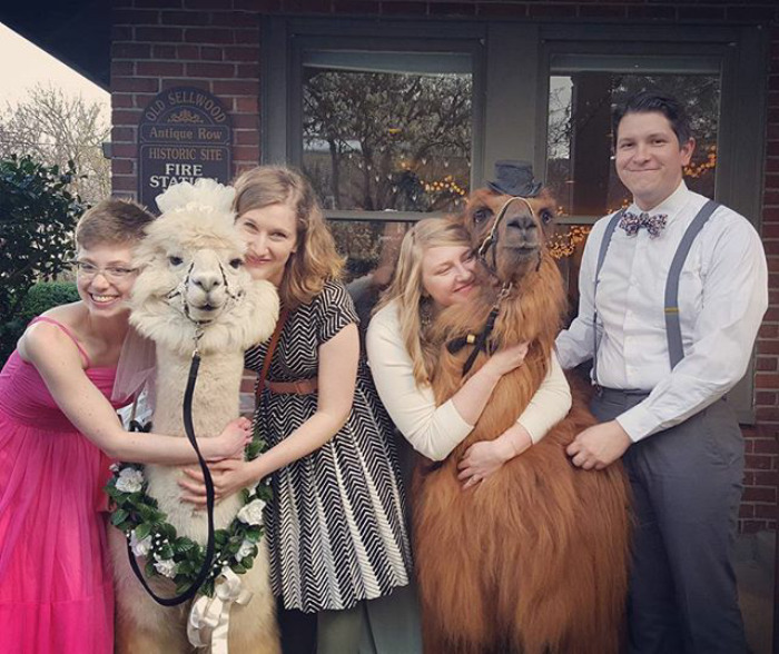 Фотография: Вместо людей на свадьбу теперь можно пригласить ламу в галстуке-бабочке №21 - BigPicture.ru