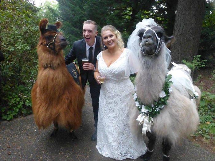 Фотография: Вместо людей на свадьбу теперь можно пригласить ламу в галстуке-бабочке №22 - BigPicture.ru