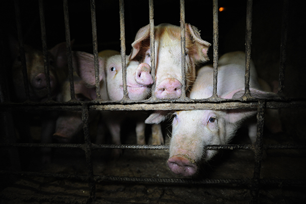 Фотография: Жуткий фотопроект о жизни свиней на фермах №4 - BigPicture.ru