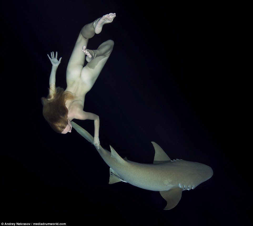Фотография: Потрясающие подводные кадры: обнаженная русская модель плавает с акулами №4 - BigPicture.ru