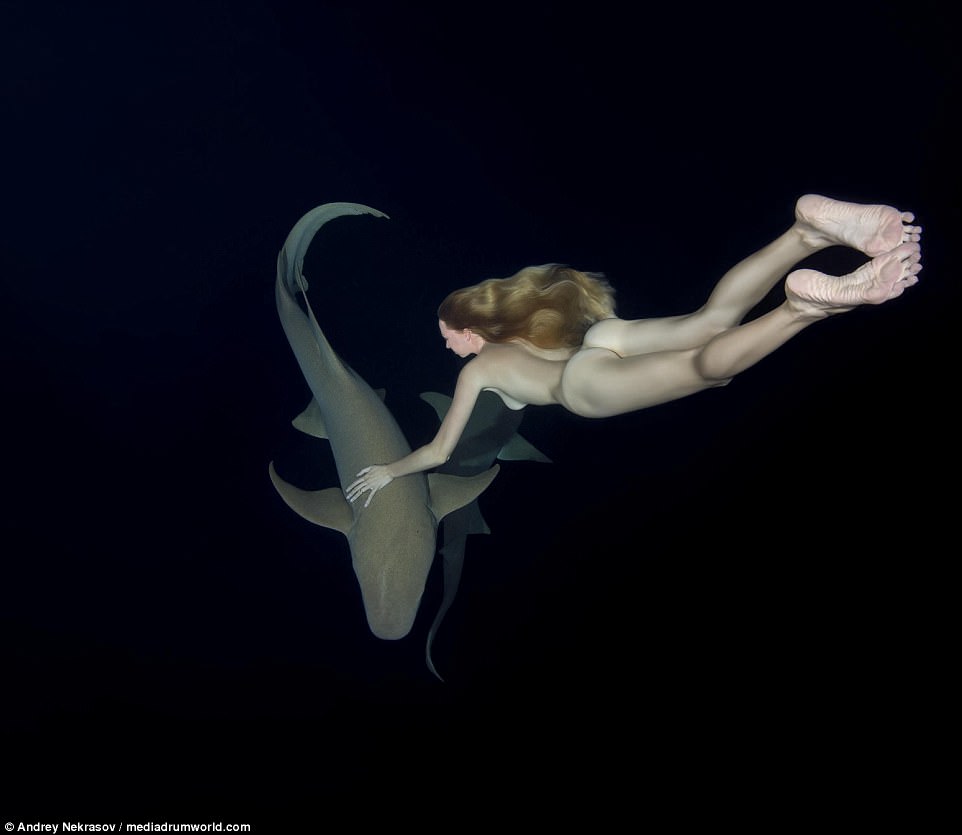 Фотография: Потрясающие подводные кадры: обнаженная русская модель плавает с акулами №10 - BigPicture.ru