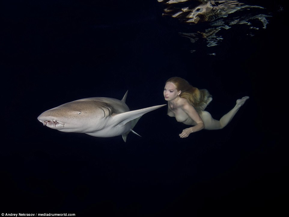 Фотография: Потрясающие подводные кадры: обнаженная русская модель плавает с акулами №9 - BigPicture.ru