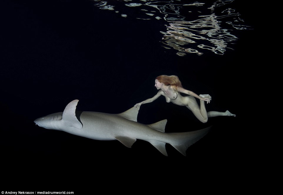 Фотография: Потрясающие подводные кадры: обнаженная русская модель плавает с акулами №5 - BigPicture.ru