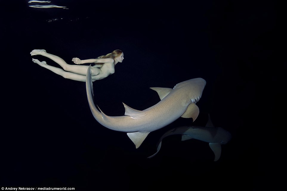 Фотография: Потрясающие подводные кадры: обнаженная русская модель плавает с акулами №6 - BigPicture.ru