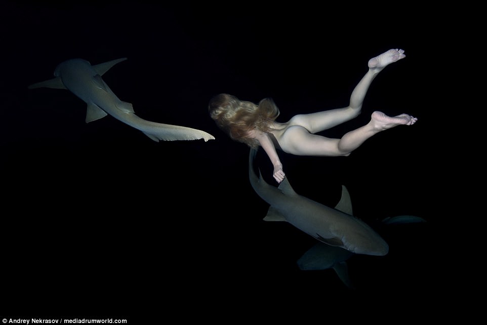 Фотография: Потрясающие подводные кадры: обнаженная русская модель плавает с акулами №8 - BigPicture.ru
