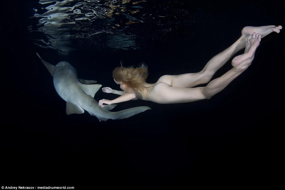 Фотография: Потрясающие подводные кадры: обнаженная русская модель плавает с акулами №3 - BigPicture.ru