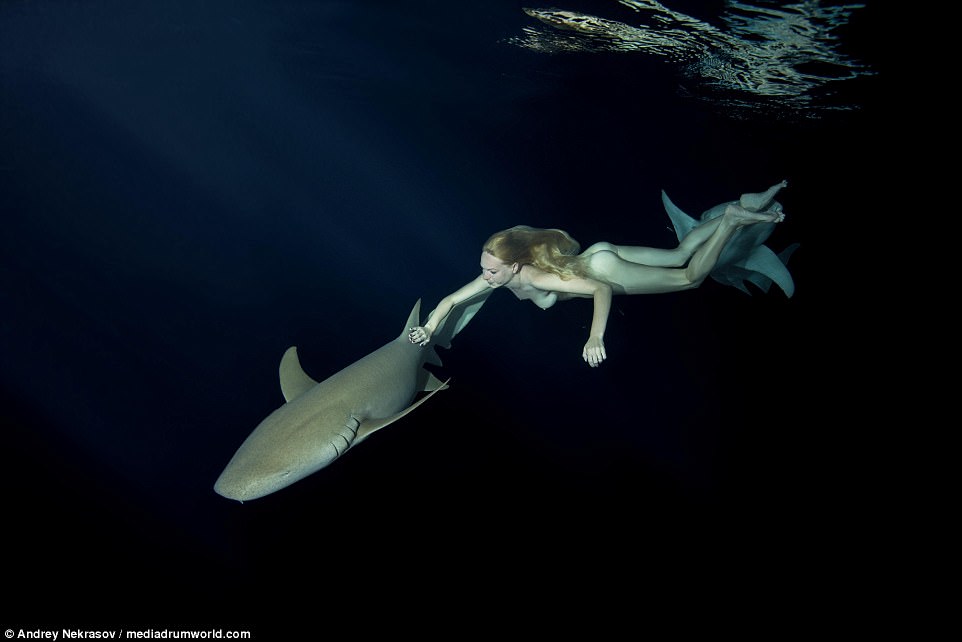 Фотография: Потрясающие подводные кадры: обнаженная русская модель плавает с акулами №13 - BigPicture.ru