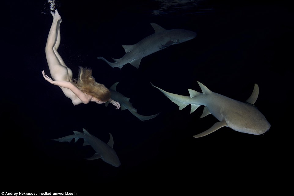 Фотография: Потрясающие подводные кадры: обнаженная русская модель плавает с акулами №7 - BigPicture.ru