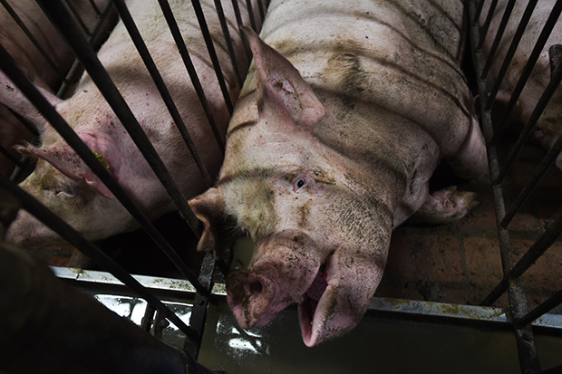 Фотография: Жуткий фотопроект о жизни свиней на фермах №5 - BigPicture.ru