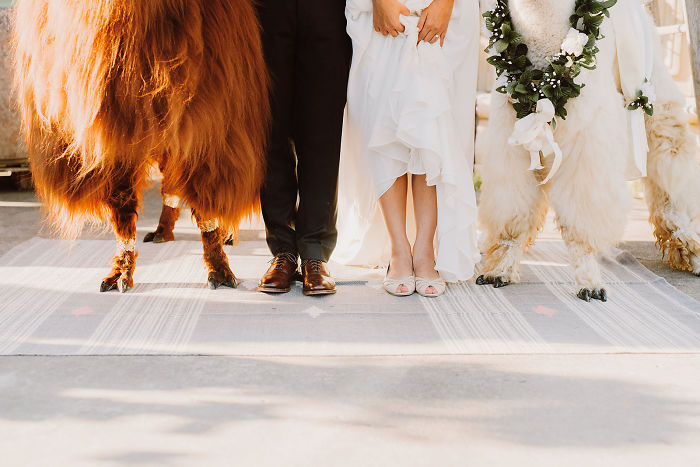 Фотография: Вместо людей на свадьбу теперь можно пригласить ламу в галстуке-бабочке №4 - BigPicture.ru