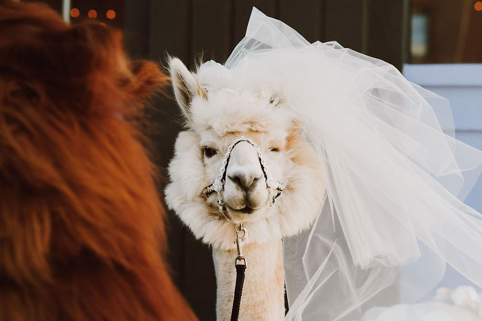 Фотография: Вместо людей на свадьбу теперь можно пригласить ламу в галстуке-бабочке №5 - BigPicture.ru